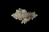 藏品(黑千手螺)的圖片